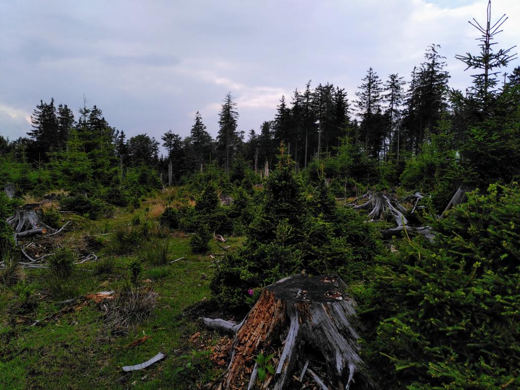 Waldschäden: Wo einst junge Bäume standen sind sie nun abgefressen.